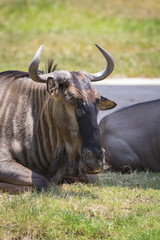 Image of wildebeest relax on the grass. Wild Animals.