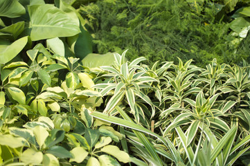 Green leafy plants
