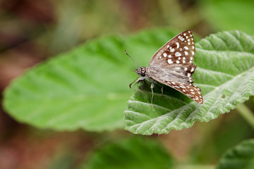 Image of Butterfly(Moth) on green leaves. Insect Animal