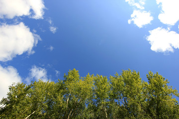 trees and sky in the clouds
