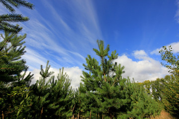 Fototapeta na wymiar pine trees and sky in the clouds