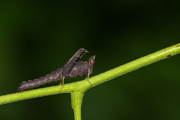 Image of black grasshopper on green branches. Insect Animal. Caelifera., Acrididae