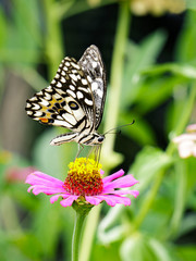 Image of The Lime Butterfly on nature background. Insect Animal (Papilio demoleus malayanus Wallace, 1865)