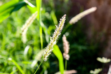 small wild plant close up