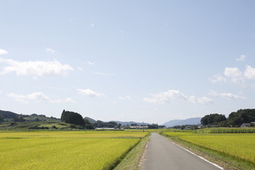 Fototapeta na wymiar 田舎の風景(9月)