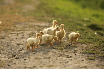 Domestic baby ducks in the yard