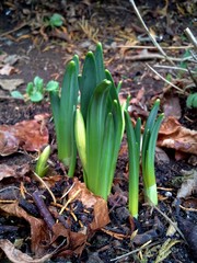 Daffodil Shoots in the Woods