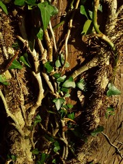 Ivy Vines Growing  on a Leyland Cypress tree