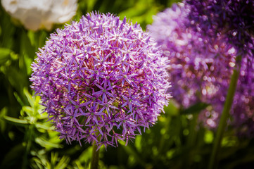 Bodensee, Zierlauch, Riesen-Lauch, Schnittblume, Blumengarten, Sommer, Schweiz