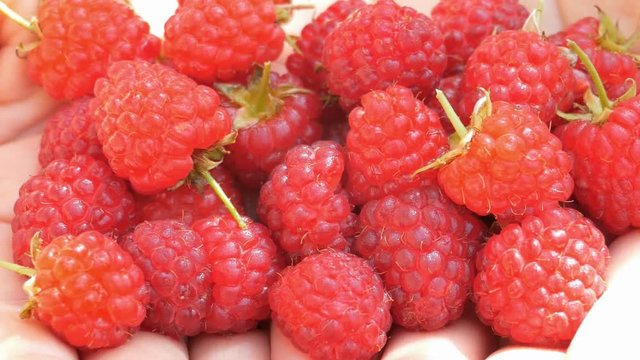 Closeup of the farmer's hands full of organic raspberries