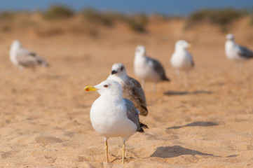 Seagulls on the beach