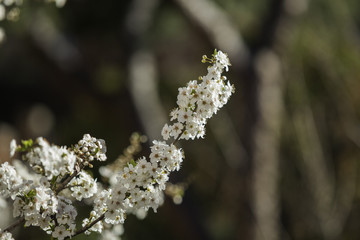 Fruit tree blossom. White flower. Spring.