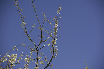 Fruit tree blossom. White flower in blue sky. Spring.