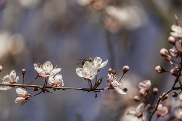 Prunus cerasifera pink blossom. Insect in Flower. Spring.
