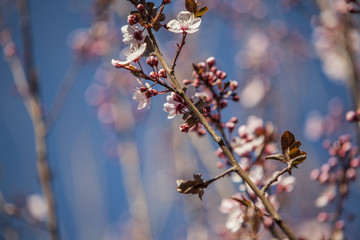Prunus cerasifera pink blossom. Flower. Spring.