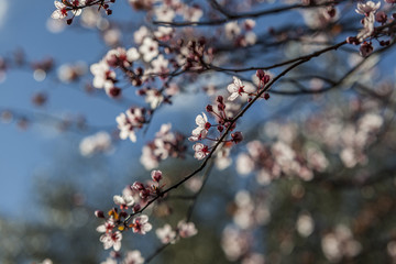 Prunus cerasifera pink blossom. Flower. Spring.
