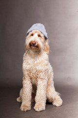 hund mit mütze