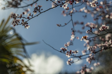Prunus cerasifera pink blossom. Flower. Sunshine. Spring.