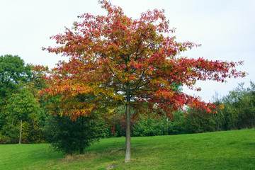 Naklejka premium Autumn in a german Park