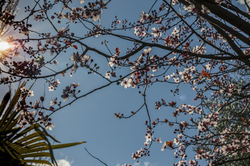 Prunus cerasifera pink blossom. Flower. Sunshine. Spring.