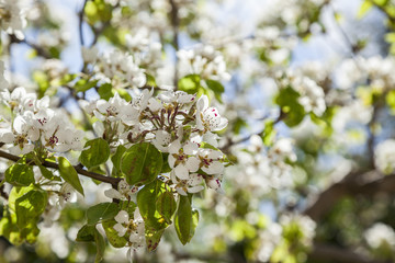 Fruit tree blossom. White flower. Spring.