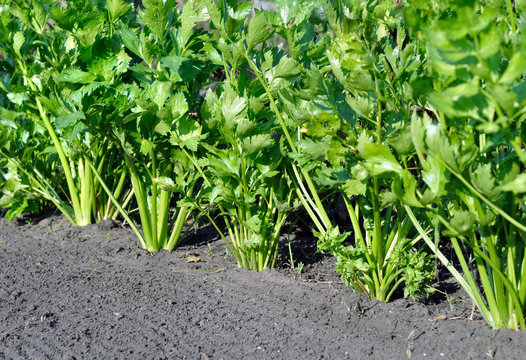close-up of celery plantation (leaf vegetable) in the vegetable garden 