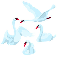 Fototapeta premium Swans on white background / There are four swans in cartoon style 