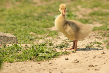 Domestic baby duck in the back yard