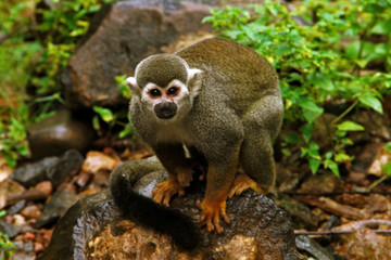 Monkey, Devil's Island