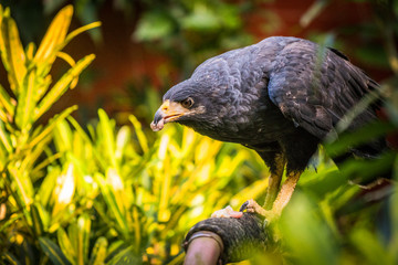 Fressender Bussard in Costa Rica
