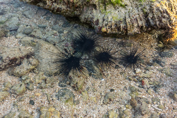 Sea Urchin