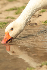 Domestic goose drinking water