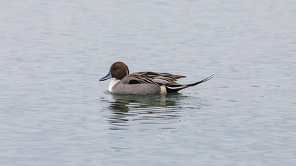 A Pintail Duck swimming in calm water.