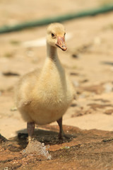 Domestic baby duck in the back yard