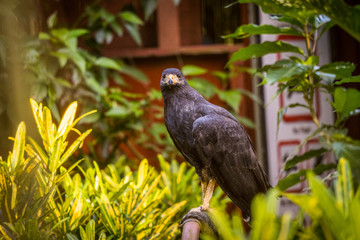 Portrait eines Bussarde in Costa Rica