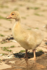 Domestic baby duck in the back yard