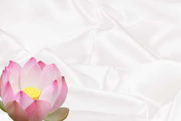  lotus rose sur fond de satin blanc 