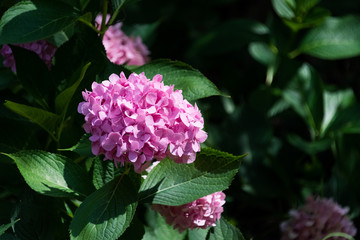 Beautiful flowers in an Illinois botanic garden