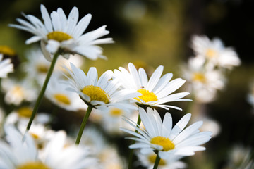 Beautiful flowers in an Illinois botanic garden