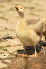 Domestic baby duck in the back yard