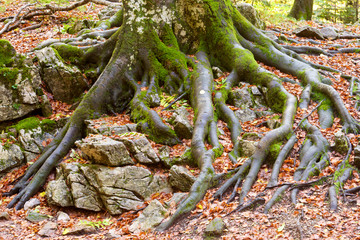 Ordesa National Park