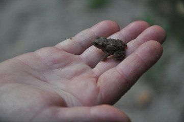 Little frog