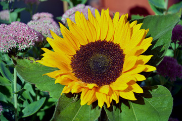 Obraz premium Sonnenblume