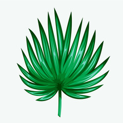 Green leaf of palm tree isolated on white background. Palm leaf icon.
