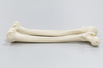 Model of Human leg for education.