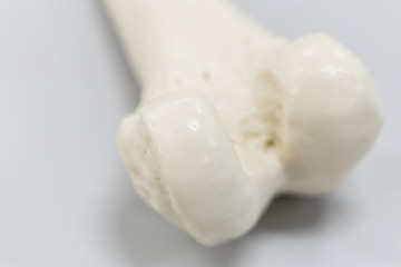 Fototapeta na wymiar Model of Human leg for education.