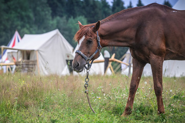 Obraz premium Red horse in grass field against sky. White tents on background