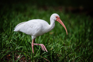 American white ibis (Eudocimus albus) in the public park