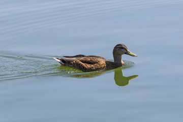 Bird duck swimming at Los Angeles area park