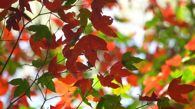 Beautiful autumn orange colors of maple leaves